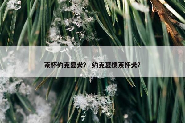 茶杯约克夏犬？ 约克夏梗茶杯犬？