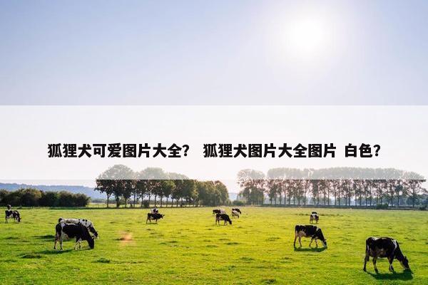 狐狸犬可爱图片大全？ 狐狸犬图片大全图片 白色？