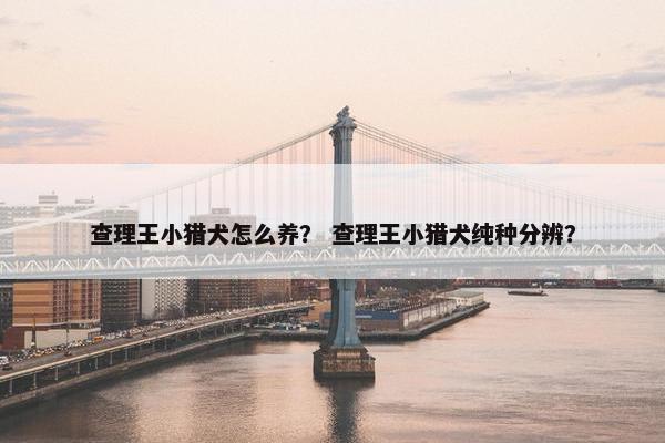 查理王小猎犬怎么养？ 查理王小猎犬纯种分辨？