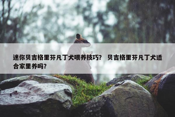 迷你贝吉格里芬凡丁犬喂养技巧？ 贝吉格里芬凡丁犬适合家里养吗？