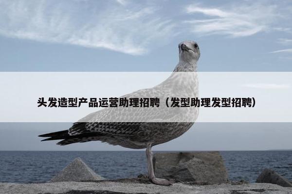 头发造型产品运营助理招聘（发型助理发型招聘）