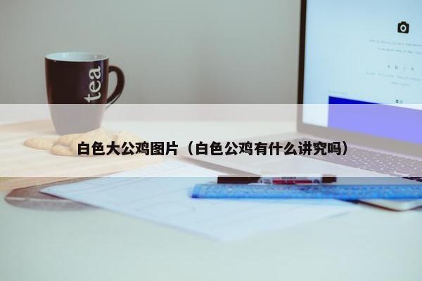 白色大公鸡图片（白色公鸡有什么讲究吗）